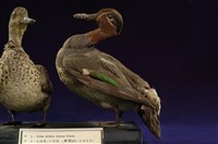 藏品(小水鴨)的圖片